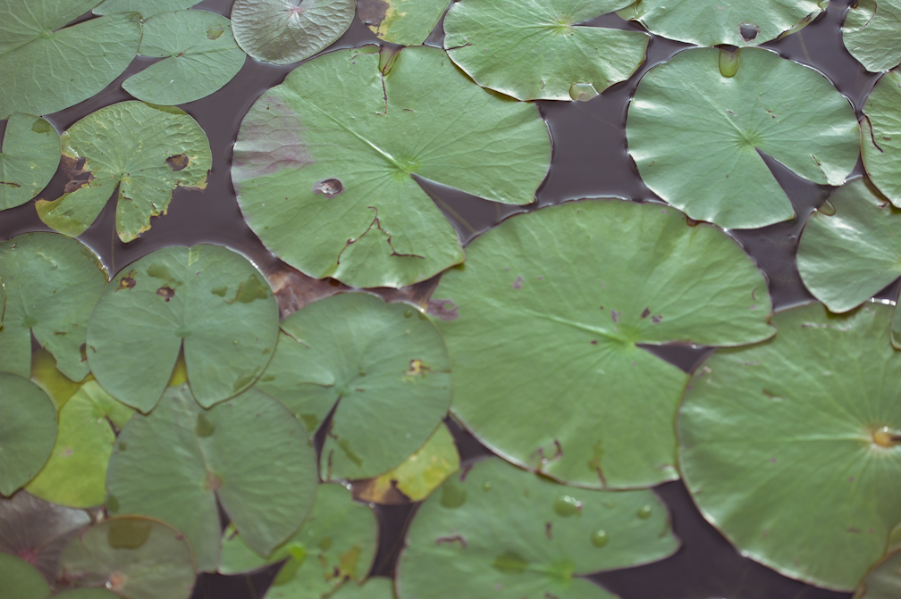 jasmine_balgobin_lily_pad_row_boat_engagement_shoot_jasmine_tara_photography_-110